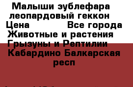 Малыши эублефара ( леопардовый геккон) › Цена ­ 1 500 - Все города Животные и растения » Грызуны и Рептилии   . Кабардино-Балкарская респ.